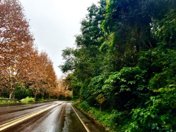 Contraste do verde com o dourado da Rota Romântica