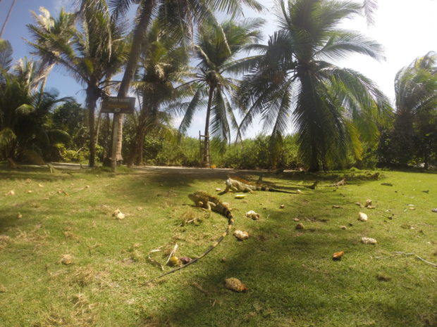 Iguanas em Johnny Cay