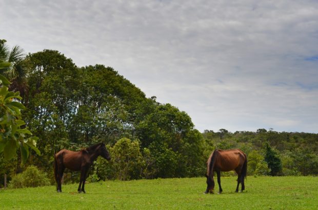 Cavalos da Chapada Imperial