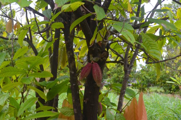 cacau