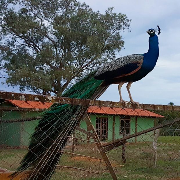 O charmoso pavão - Chapada Imperial