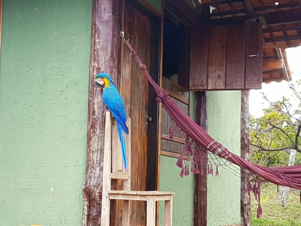 Arara visitando nosso chalé - Chapada Imperial