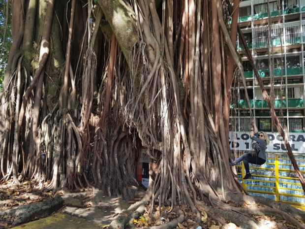 Árvore dos Desejos De volta a infância na Árvore dos Desejos.