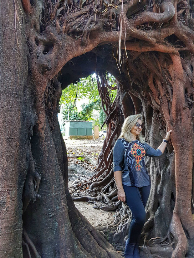 Primeira árvore de Brasília Primeira árvore de Brasília