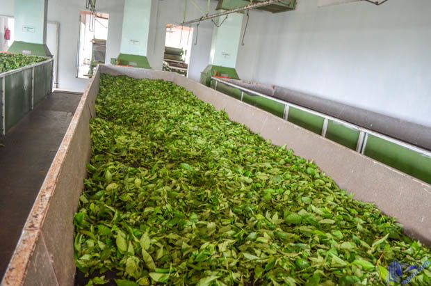Fábrica de Chá em Mahe-Seychelles Interior da Fábrica de Chá em Mahe-Seychelles