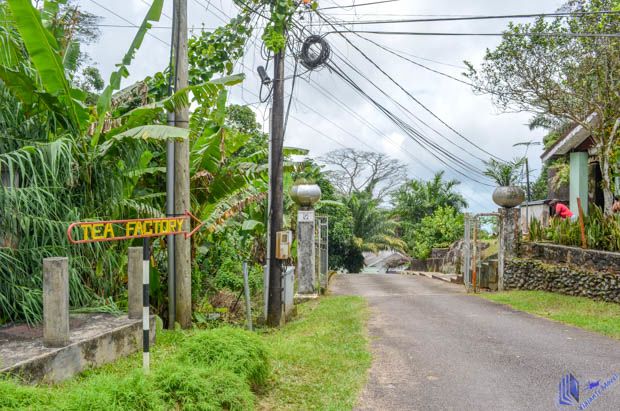 Fábrica de Chá em Mahe-Seychelles Tea Factory em Mahe-Seychelles
