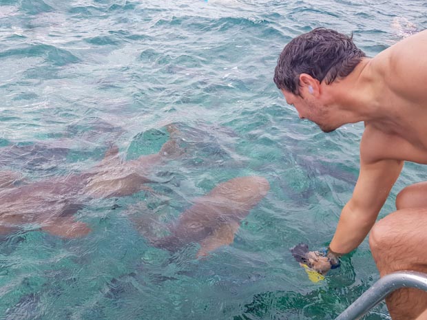 Mergulho com tubarões em Belize
