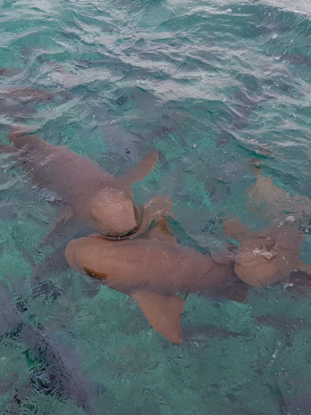 Mergulho com tubarões em Belize