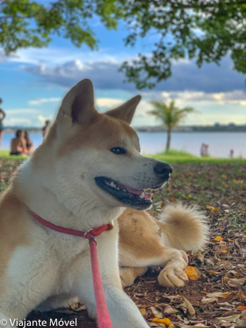 Athos nosso akita inu