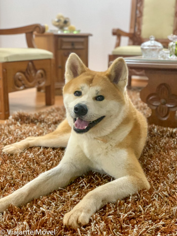 Athos nosso akita inu