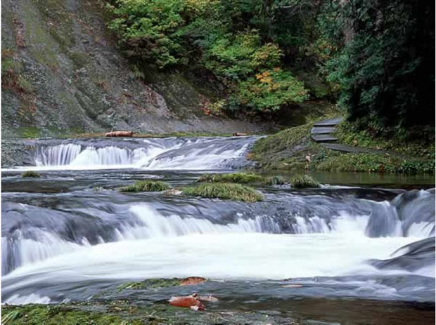 Conhecendo akita através dos olhos de um akita