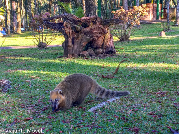 O que fazer em Gramado e Canela: Quatis no Parque da Ferradura