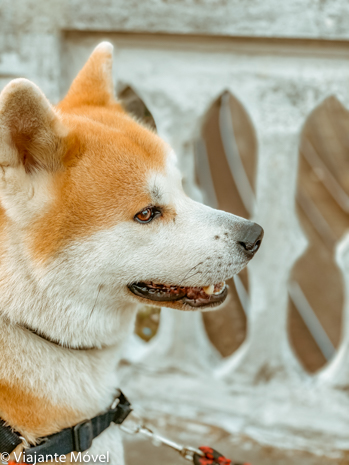 Trem Pet Friendly no Brasil - viaje com seu cachorro