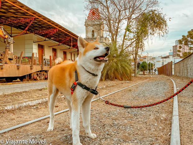 Trem Pet Friendly no Brasil - viaje com seu cachorro