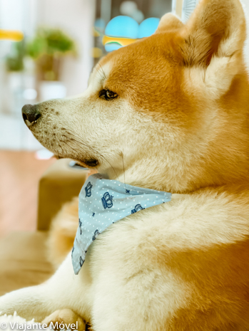 Dica de hotel pet friendly em Gramado e roteiro completo