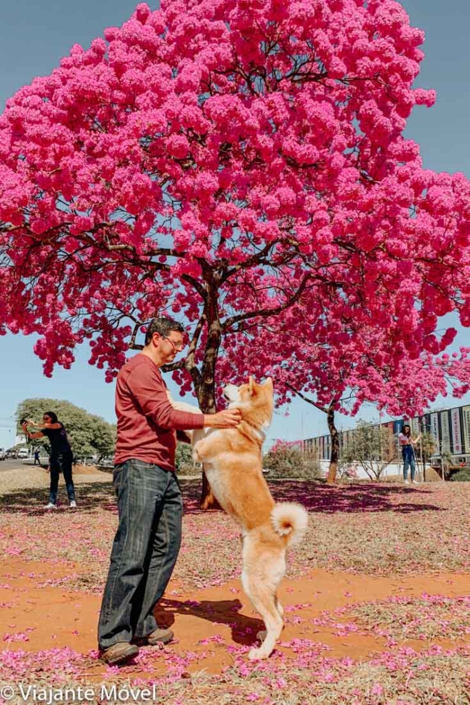 15 lugares instagramáveis em Brasília para fotos especiais