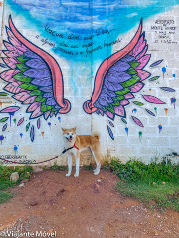 Passeio com cachorro no Aeroporto de Monte Verde