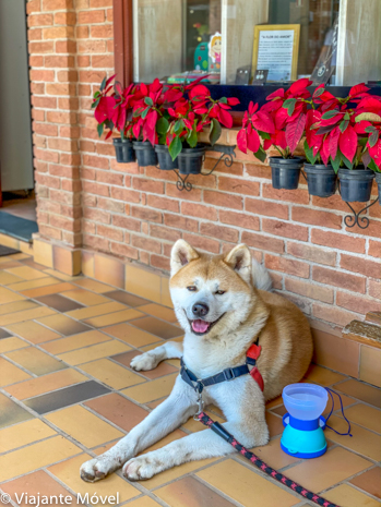 Monte Verde Pet Friendly: Dicas de um Akita