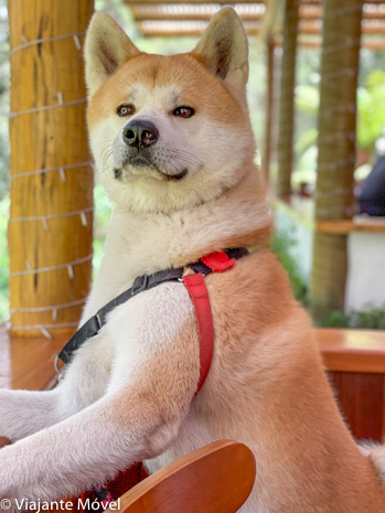 Monte Verde Pet Friendly : Dicas de passeios de um Akita
