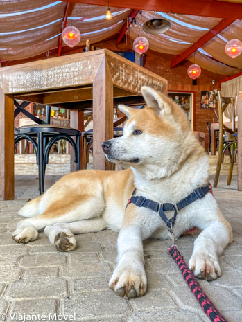 Onde comer com cachorro em Monte Verde