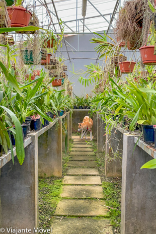 O que fazer em Monte Verde com cachorro