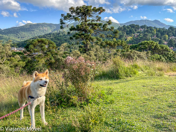 Trilhas com cachorro em Monte Verde