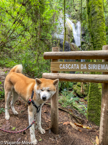 O que fazer em Monte verde  com cachorro