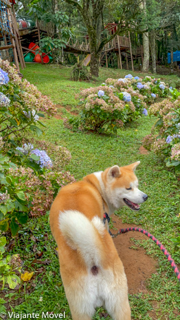 Monte Verde Pet Friendly : Dicas de passeios de um Akita