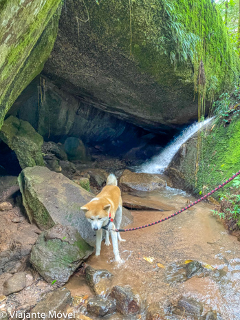 O que fazer em Monte verde com cachorro