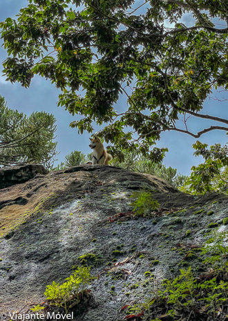 O que fazer em Monte verde com cachorro