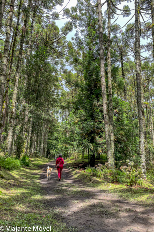 Ecoturismo pet friendly em Monte Verde