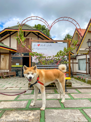 O que fazer em Monte verde com cachorro Akita
