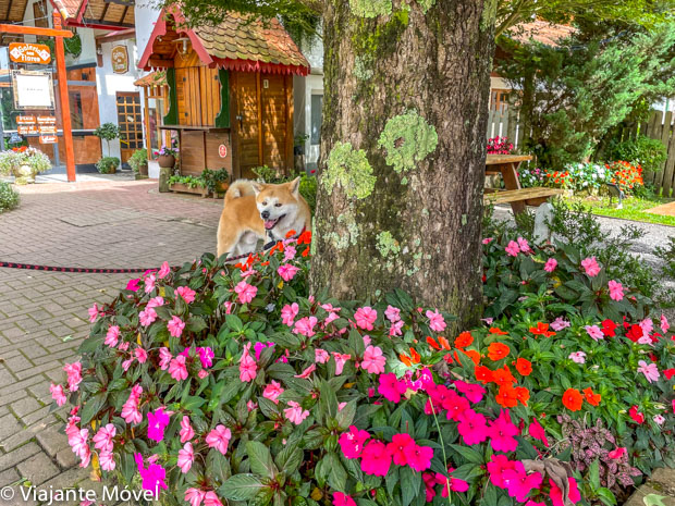 O que fazer em Monte verde com cachorro Akita