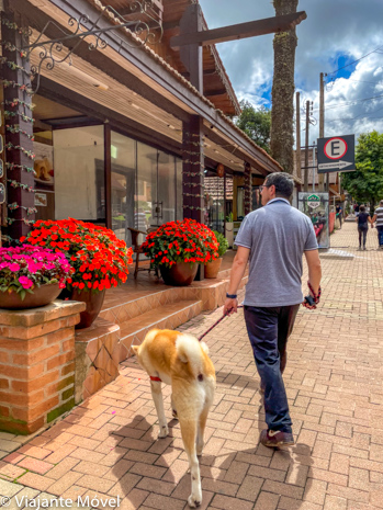 Passeando por Monte Verde com nosso Akita