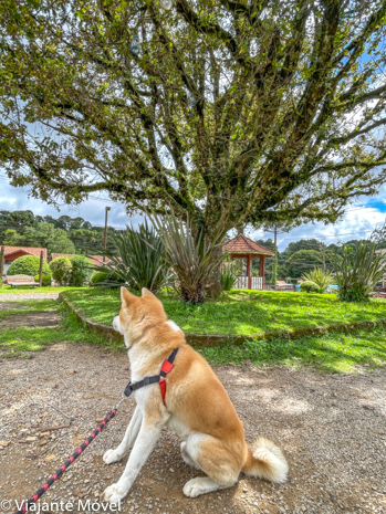 O que fazer em Monte verde com cachorro