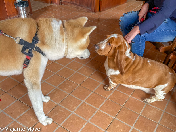 O que fazer em Monte verde com cachorro Akita