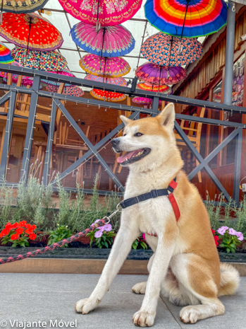 O que fazer em Monte verde com cachorro Akita