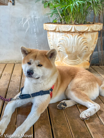 Dicas de Restaurantes Pet Friendly em Monte Verde